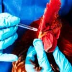 Chicken Vaccine